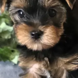AkC male yorkie