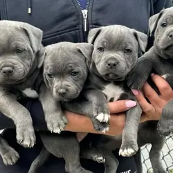 Blue Nose Pitbull Pups available