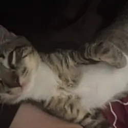 4-5 Month old Kitten