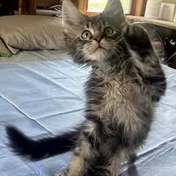 CFA Registered Maine Coon Kittens
