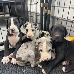 Fabulous Great Dane Puppies Pups