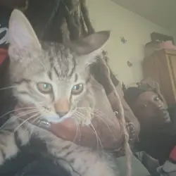 Kittens