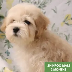 2 Shihpoo Male Puppies (2 Months) $2000 Each
