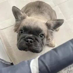 french bulldog