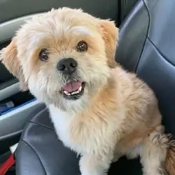 Beautiful Lhasa Apso boy available