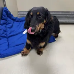 Mini Male Dachshund