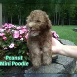 Peanut Male Mini Poodle