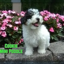 Cookie Male Mini Poodle