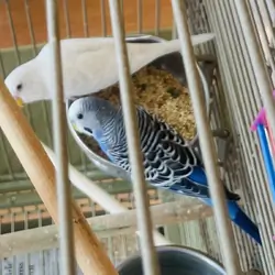 Adorable Parakeets