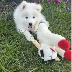 9 week old female purebred Samoyed puppy