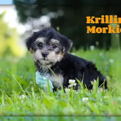 Krillin Male Morkie