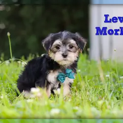 Levi Male Morkie