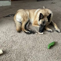 Dog