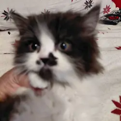 Female persian kitten 11 weeks old.
