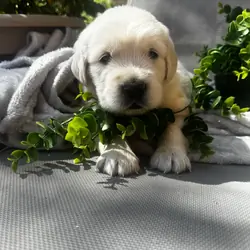 outstanding Golden Retriever puppies