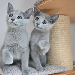 Purebred Russian Blue Kittens Available – Health T