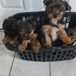 Yorkies