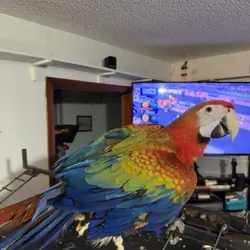 Red Camelot Macaw