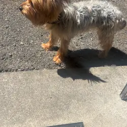 Girl Pure Yorkie 2yrs old