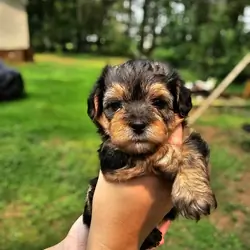 Maltipoo puppies