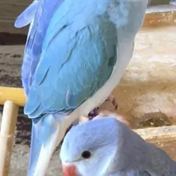 Male Violet Clear Tail Indian Ringneck 🦜
