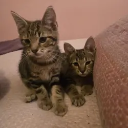 Kittens