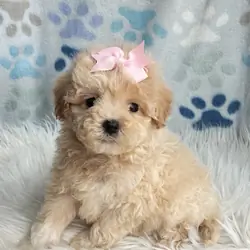 Malshipoo Daisy