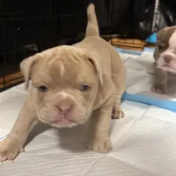 2 beautiful oldie English bulldog puppies
