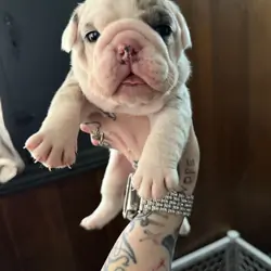 English bulldog puppies