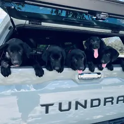 Labradors Retriever Pups