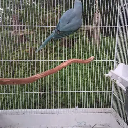 Indian ringneck