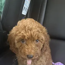 F1b Petite Mini Goldendoodle