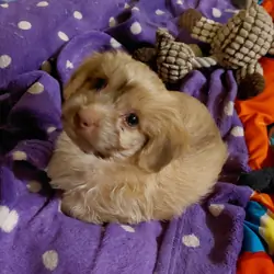 Yorkie boy