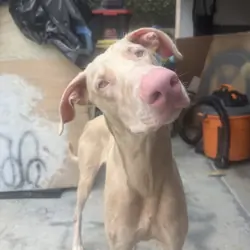 Albino Doberman 1 year old