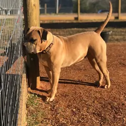 American Bully