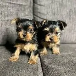 Teacup yourkie