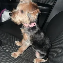Yorkie