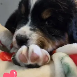 AMELIA'S AKC BERNESE MOUNTAIN DOGS