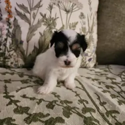 Maltipoo puppy
