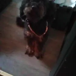 Poodle