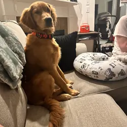 Golden Retriever