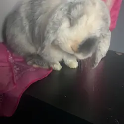 Holland lop ear bunny