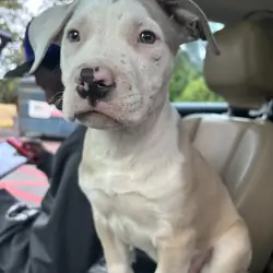 Pit bull mix puppy