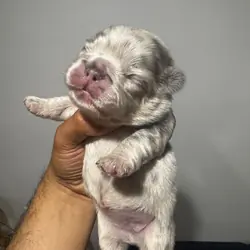 French bulldog