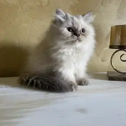 Top Quality Himalayan Kitten