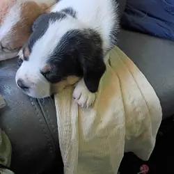 Puppies