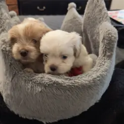 Shihpoo Puppies