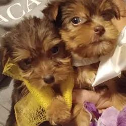 Tiny Adorable yorkie babies