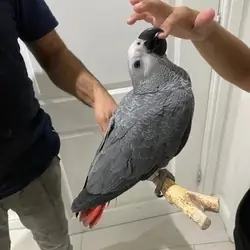 Hand reared Congo African Grey Exotic Parrot