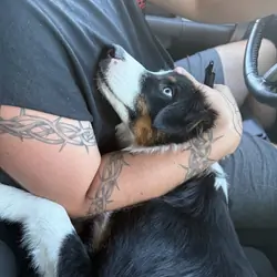 Pure bred Aussie puppy